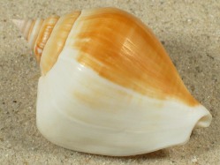 Laevistrombus turturella - Strombidae