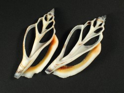 Canarium urceus - Strombidae