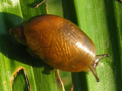 Succinea putris - Succineidae