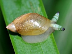 Succinea putris - Succineidae