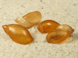 Succinea putris - Succineidae