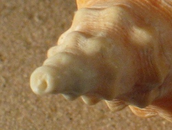 Syrinx aruanus - Turbinellidae