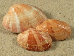 Polititapes rhomboides - Veneridae