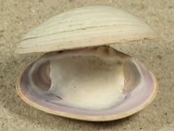 Tawera gayi - Veneridae