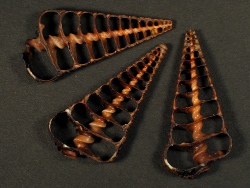 Telescopium telescopium - Potamididae