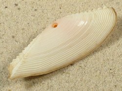 Tellina spengleri - Tellinidae