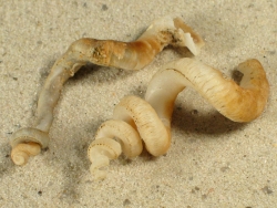 Tenagodus ponderosus - Siliquariidae