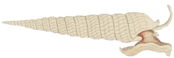 Terebra babylonia - Terebridae