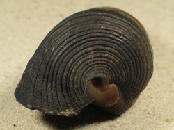 Terebralia palustris - Potamididae