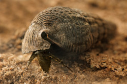 Terebralia palustris - Potamididae