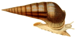 Terebralia palustris - Potamididae