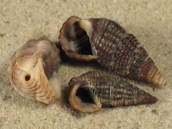 Terebralia sulcata - Potamididae