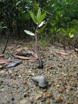 Terebralia sulcata - Potamididae