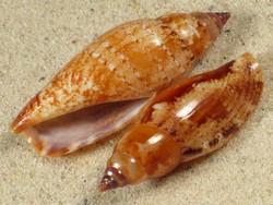 Terestrombus terebellatus - Strombidae