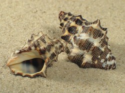 Reishia bitubercularis - Muricidae