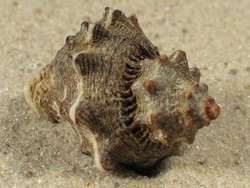 Thaisella kiosquiformis - Muricidae