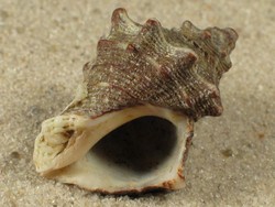 Thaisella kiosquiformis - Muricidae