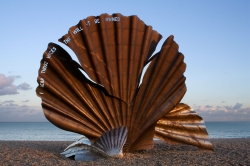 Pecten maximus - Pectinidae