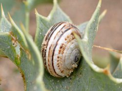 Theba pisana - Helicidae