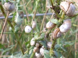 Theba pisana - Helicidae