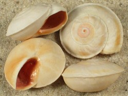 Theba planata - Helicidae