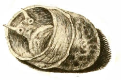 Theodoxus fluviatilis - Neritidae