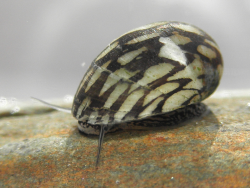 Theodoxus fluviatilis - Neritidae
