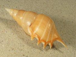 Rostellariella delicatula - Rostellariidae