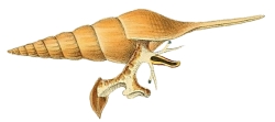 Tibia fusus - Rostellariidae