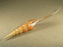 Tibia fusus - Rostellariidae