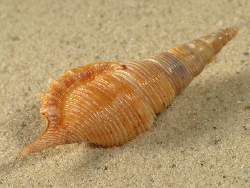 Rimellopsis powisii - Rostellariidae