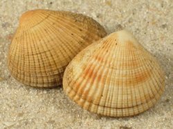 Timoclea ovata - Veneridae