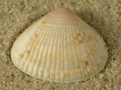 Timoclea ovata - Veneridae