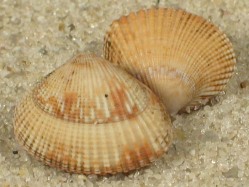 Timoclea ovata - Veneridae