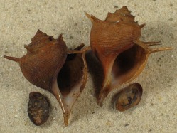 Tiphobia horei  - Paludomidae