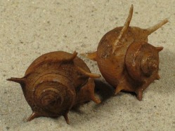 Tiphobia horei  - Paludomidae