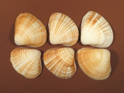 Tivela byronensis - Veneridae