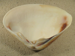 Tivela stultorum - Veneridae