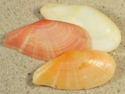 Tonganaella perna - Tellinidae