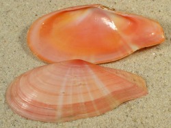 Tonganaella perna - Tellinidae