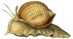 Tonna canaliculata - Tonnidae