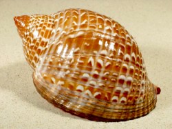 Tonna perdix - Tonnidae