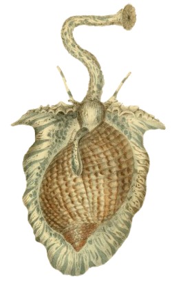 Tonna perdix - Tonnidae