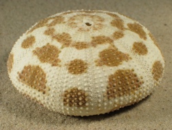 Toxopneustes pileolus - Toxopneustidae