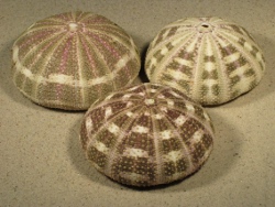 Toxopneustes pileolus - Toxopneustidae