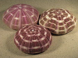 Toxopneustes pileolus - Toxopneustidae