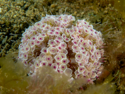 Toxopneustes pileolus - Toxopneustidae