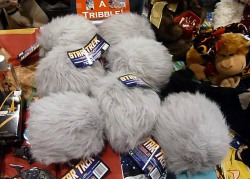 Conus tribblei - Conidae