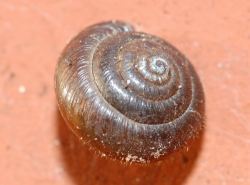 Trichia hispida - Hygromiiidae