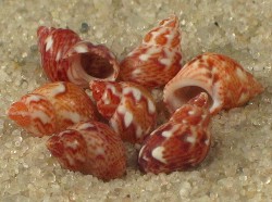 Tricolia pullus - Phasianellidae